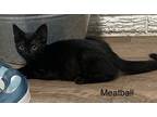 Adopt Meatball a All Black Domestic Shorthair / Domestic Shorthair / Mixed cat