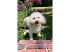 Adopt Bali a Poodle