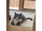 Adopt Socrates a Domestic Mediumhair / Mixed (short coat) cat in Batesville