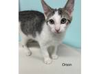 Adopt Orson a White Domestic Shorthair / Domestic Shorthair / Mixed cat in