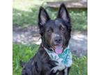 Adopt Maya a Black Collie / Cattle Dog / Mixed dog in San Antonio, TX (38771409)