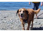 Adopt Elizabeth a Red/Golden/Orange/Chestnut Hound (Unknown Type) / Labrador