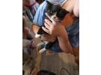 Adopt Patsy Cline a Domestic Shorthair / Mixed (short coat) cat in PAHRUMP