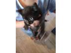 Adopt Loretta Lynn a Domestic Shorthair / Mixed (short coat) cat in PAHRUMP