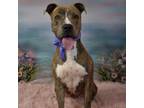 Adopt Emily a Brindle Pit Bull Terrier / Mixed dog in Yuma, AZ (38679485)