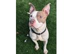 Adopt Blue a White American Pit Bull Terrier / Mixed dog in Oak Pak