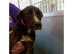 Adopt Dilly Daisy a Black American Pit Bull Terrier / Mixed dog in Ardmore