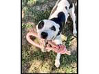 Adopt Angelina a White American Pit Bull Terrier / Mixed dog in Bartlesville