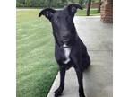 Adopt Mr.Stiltz a Black Labrador Retriever / Mixed dog in Zimmerman
