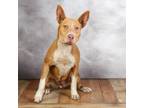 Adopt Asha a Tan/Yellow/Fawn Pit Bull Terrier / American Staffordshire Terrier /