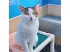 Adopt Nib a White Domestic Shorthair / Mixed cat in Mankato, MN (38679395)