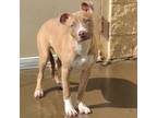 Adopt Winston a Pit Bull Terrier
