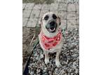 Adopt Hershey a German Shepherd Dog / Mixed dog in Lexington, KY (38682135)