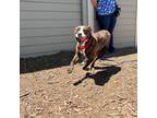 Adopt Lizzy a American Pit Bull Terrier / Mixed dog in Bloomington