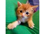 Adopt Trooper a Orange or Red Tabby Domestic Shorthair (short coat) cat in