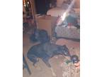 Adopt Vida a Black Doberman Pinscher / Mixed dog in San Antonio, TX (38688942)
