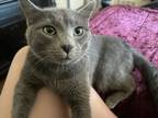 Adopt Jager a Gray or Blue Tabby (short coat) cat in Kennedale, TX (38685005)