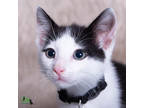 Adopt Milo Luca a White Domestic Shorthair / Domestic Shorthair / Mixed cat in