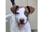 Adopt Scout Bradley a White Hound (Unknown Type) / Mixed dog in Savannah