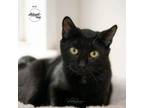 Adopt Avril a All Black Domestic Shorthair / Domestic Shorthair / Mixed cat in