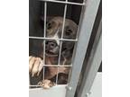 Adopt 53771718 a Gray/Blue/Silver/Salt & Pepper American Pit Bull Terrier /
