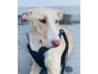 Adopt Serafina a Tan/Yellow/Fawn Greyhound / Mixed dog in San Diego