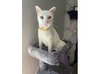 Adopt Duchess a White Domestic Shorthair (short coat) cat in Krum, TX (38684211)