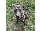 Adopt Shenzi a Tricolor (Tan/Brown & Black & White) Catahoula Leopard Dog /