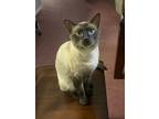 Adopt Appa a Tan or Fawn (Mostly) Siamese (short coat) cat in Krum