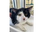 Adopt Yeemee a All Black Domestic Shorthair / Domestic Shorthair / Mixed cat in