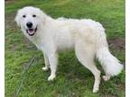Adopt Henry SAT a Great Pyrenees