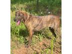Adopt whiskey a Brindle Plott Hound / Mixed dog in Allentown, PA (38684025)