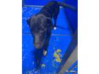 Adopt Star a Black Mixed Breed (Medium) dog in Whiteville, NC (38678059)