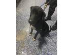 Adopt Rachael a Black Mixed Breed (Medium) dog in Whiteville, NC (38684024)
