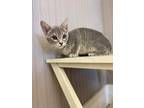 Adopt Bibble a Gray or Blue Domestic Shorthair / Domestic Shorthair / Mixed cat
