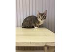Adopt dizzle a Gray or Blue Domestic Shorthair / Domestic Shorthair / Mixed cat