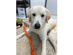 Adopt Swiss a Great Pyrenees, Mixed Breed