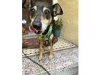 Adopt Timbo a Black - with Tan, Yellow or Fawn Fox Terrier (Smooth) / Mixed dog