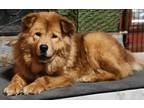 Adopt Ida a Golden Retriever / Chow Chow dog in Kennesaw, GA (38465525)