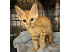 Adopt Dorval a Orange or Red Domestic Shorthair / Domestic Shorthair / Mixed cat