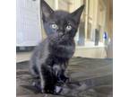 Adopt Quincy a Domestic Short Hair