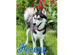 Adopt Keene a Black Husky / Mixed dog in Grand Island, NE (38683191)