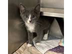 Adopt Domino a Gray or Blue Domestic Shorthair / Domestic Shorthair / Mixed cat