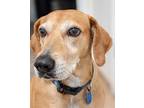 Adopt Madison a Tan/Yellow/Fawn Bloodhound / Labrador Retriever / Mixed dog in