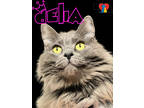 Adopt Delia a Gray or Blue Domestic Longhair / Domestic Shorthair / Mixed cat in
