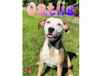 Adopt Oatlie a Brown/Chocolate Mixed Breed (Medium) / Mixed dog in Grand Island
