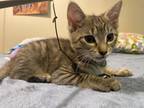 Adopt Rose a Brown Tabby Domestic Shorthair (short coat) cat in Huntsville