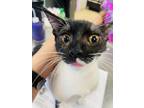 Adopt Smokey a White Domestic Shorthair / Domestic Shorthair / Mixed cat in Palm