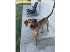 Adopt MOE a Bloodhound, Mixed Breed