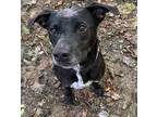 Adopt Brutus a Black Retriever (Unknown Type) / American Pit Bull Terrier /